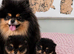 Rare Opportunity True Toy Pomeranian