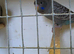 Beautiful Blackface/Blackwings budgies