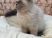 Exotic Persian