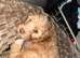 Rehoming sweet cockapoo