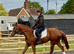 Super smart RoR Tb gelding