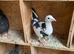 Black white Racer racing coloured Hen