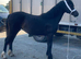 Classy yearling