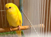 Budgies