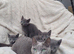 Russian Blue kitten for sale