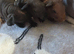 2 skinny pig boys ready to reserve