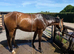 4yo 16hh Connie X TB