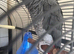 African grey talking parrot