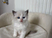 Beautiful Ragdoll Kittens – 3 Females & 2 Males