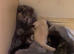 Scottish fold kittens