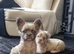 Kc reg Fluffy french bulldog puppies