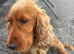 SHOW cocker spaniel