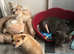 2 Girls for rehoming