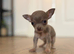 Tiny female chihuahua puppies