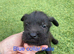 Lakeland Cross Patterdale puppies