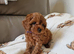 7 DEEP RED CAVAPOO PUPPIES