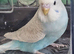 Baby budgies