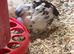 Coturnix quail