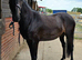 Lovely Sports Horse Filly