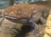 Baby axolotl ready now