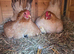 6 x Serama hatching eggs - Collection only
