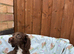 Stunning Cocker spaniel puppies