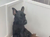 Patterdale x jack Russell