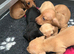 Miniature dachshund puppies