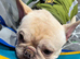 Kc registered French bulldog male