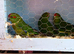 Baby kakariki parrots for sale