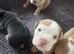 Olde tyme bulldog puppies