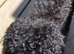Poodle puppies