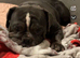 Freelance frenchie needs rehomed