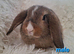 Gorgeous 8 week old Mini Lop Baby Rabbits For Sale