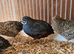 Group of 4,  Chinese painted button quail
