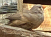 Stunning pair of zebra finches