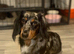 Dachshund Long Hair [STUD]