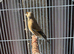 Goldfinch mule