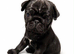 Pug puppies