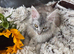 OUTSTANDING MAINE COON KITTENS
