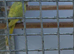 Ringnecks
