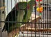 Gorgeous pair of Alexandrine Parrots