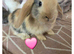 Beautiful mini lops for sale