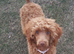 Cockapoo puppys