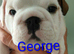 KC REG,english Bulldog Puppies from Health Tested Parents
