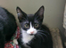 Black and White Male Kitten