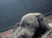 Kc registered blue Staffordshire bull terrier puppies