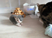 AS LAST KITTEN AVAILABLE OPEN TO SENSIBLE OFFERS