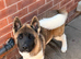 KC American Akita male