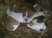 Tw beautiful working jackrussel puppies